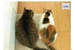 娱乐吃瓜君猫咪瘫痪,娱乐吃瓜君带你揭秘背后的故事